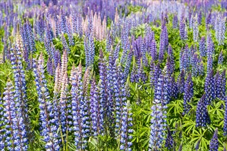 Purple flowering Large-leaved lupines