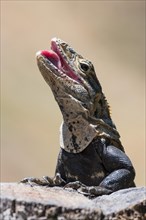 Close-up of black spiny-tailed iguana