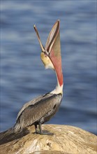 Brown Pelican