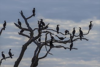 Olivaceous cormorants