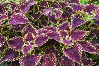 Close-up of burgundy and yellow-green Coleus