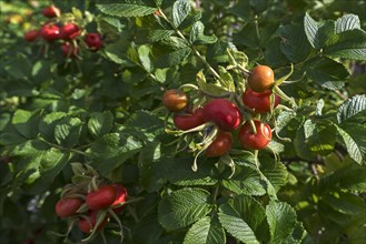 Rosehips of the Rugosa rose