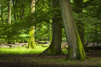 Old beech forest