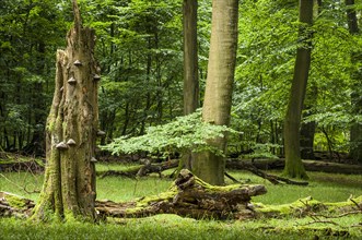 Old beech forest