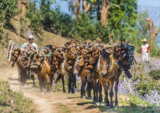 Horses carrying firewood