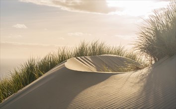 Lush sand dune