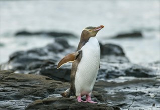 Yellow-eyed penguin