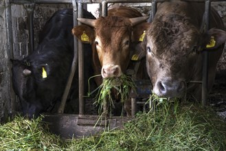Young cattle