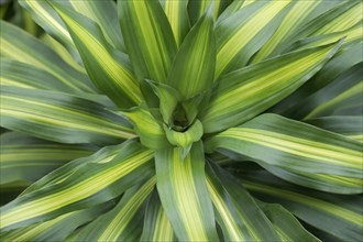 Dracaena fragans