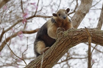 Southern tamandua