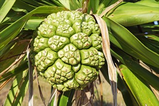 Fruit of yucca palm