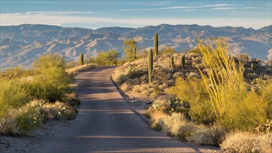 Road through landscape with saguaro cacti