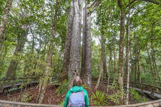 Tourist in front of four Kauri trees