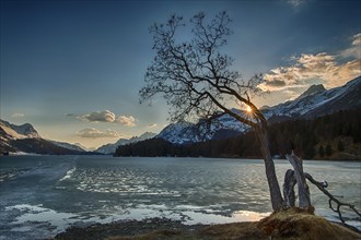 Tree at sunset