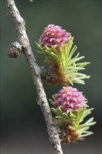 Female flowers of larch