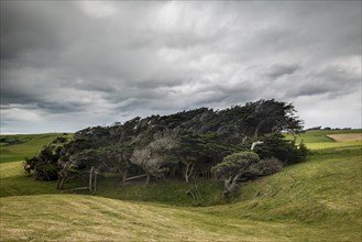 Trees shaped by the wind