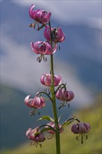 Martagon lilylilie