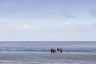 Group of mudflat strollers in mudflat