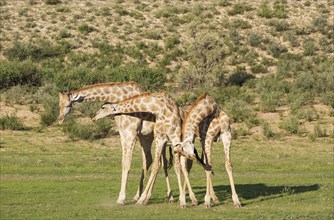Three Southern Giraffes
