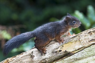 Young Eurasian red squirrel