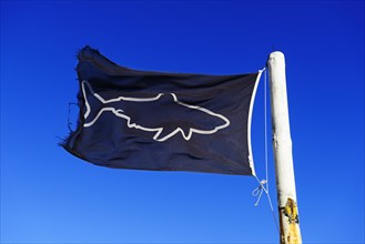 Blue flag with shark