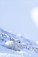 Mountain hare