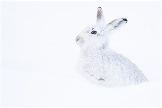 Mountain hare