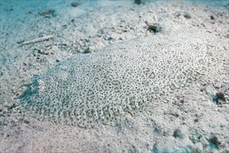 Red Sea Moses sole