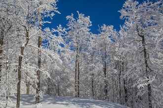 Snow covered forest