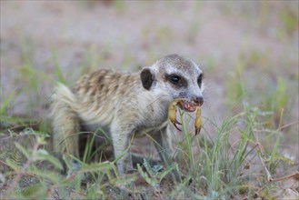 Suricate or meerkat