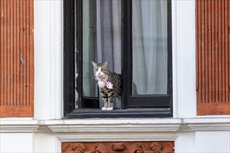 Cat of WikiLeaks founder Julian Assange looks out the window of the Ecuadorian Embassy
