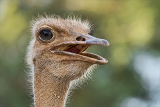 Somali ostrich