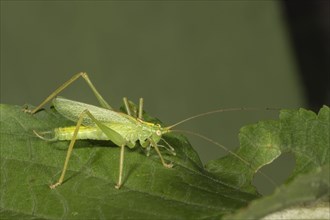 Oak bush-cricket