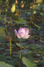 Lotus flower