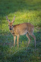 Pampas deer