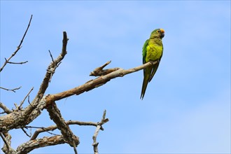 Peach-fronted conure