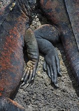 Claws of Marine iguana