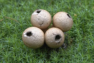 Pear-shaped puffballs