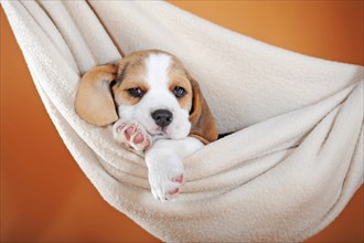 Beagle puppy