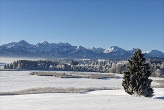 Frozen Forggensee in winter