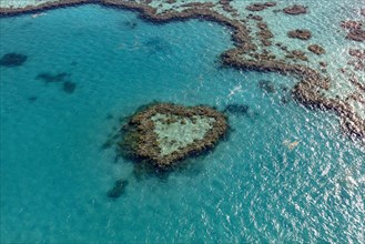 Coral Reef