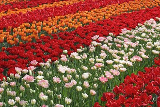 Colorful tulip beds