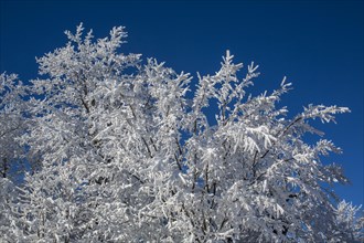 Snow covered tree