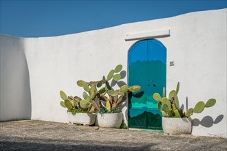 Cactus in front of white wall and mediterranean door