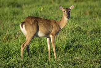 Pampas deer