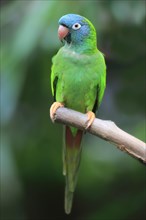 Sharp-tailed Parakeet