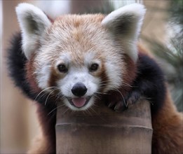 Red panda