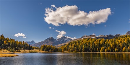 Autumnal discoloured Larches