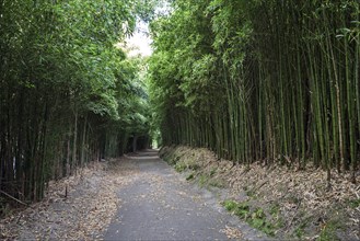 Bamboo forest on footpath around the Lagao das Furnas