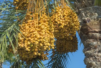 Ripe yellow fruits dates on date palm